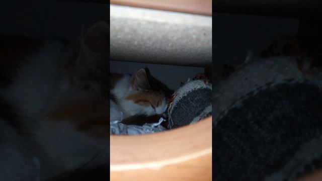 Кто же скребется ночью в шкафу?