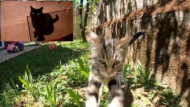 Söder entlarvt die KAF oder doch die RAF oder was? смотреть онлайн