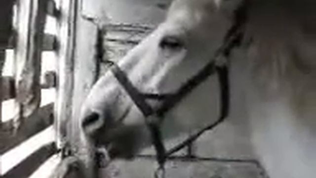 лошадь певица смотреть онлайн