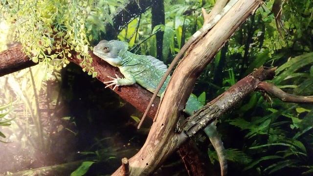 Московский зоопарк. Шлемоносный василиск.