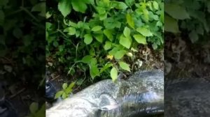 Река Самур сом , Дагестан рыбалка