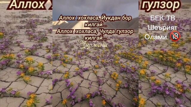 Аллох куриб турибди☝️🙏❤️. Муаллифи номаълум ✏️✍️🤷. Жалолиддин Ахмадалиев тан берди 😜 смотреть онлайн