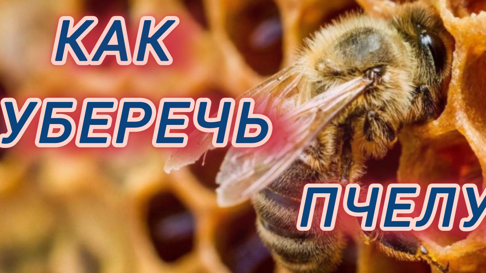 Как уберечь пчелу 🐝🐝🐝🐝🐝 смотреть онлайн