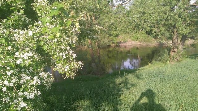 Липа цветёт