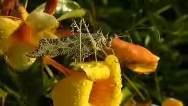 Создано Творцом 🦗 #лишайниковый кузнечик #animals смотреть онлайн