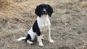 Английский Спрингер Спаниель-Фанки. Натаска 7 месяцев!