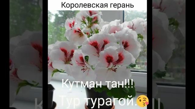 Кутман тан смотреть онлайн