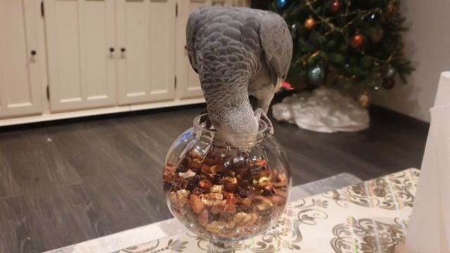 Орешки я люблю.Жако Кирюша.Мой любимчик смотреть онлайн