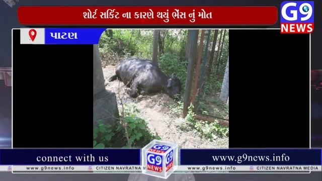 સેવાળા ગ્રામ પંચાયત ના બોર નજીક થયું ભેંસ નું મોત.| G9 NEWS смотреть онлайн