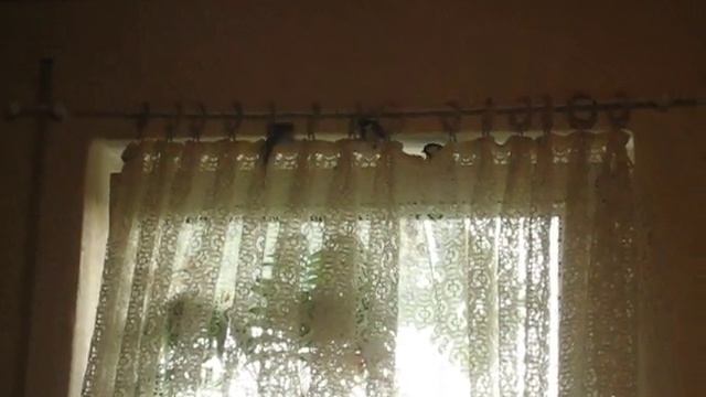 Great tit mom feeding offspring смотреть онлайн