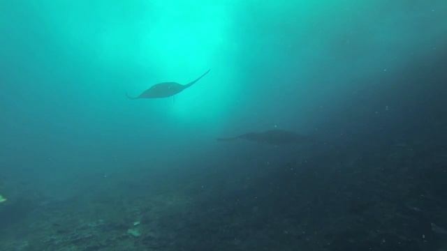 Diving Bali (MolaMola & Manta Rays) with GoPro Hero3 смотреть онлайн