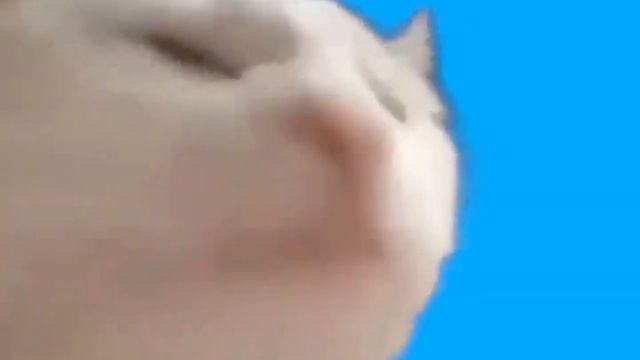 холи бам и Оля кекс робот