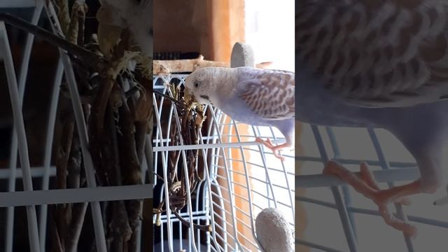 Самки всегда больше грызут, чем самцы попугая смотреть онлайн