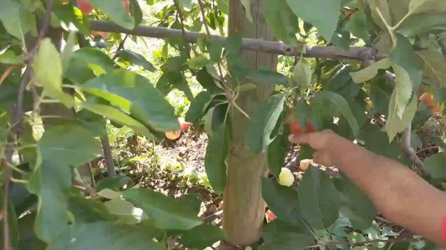 ஆப்பிள் பறிக்கலாம் வாங்க/Apple picking in America 2020/ Farm Market/Tamil Vlogs/ смотреть онлайн