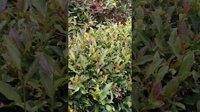 Осенний Красный Чай смотреть онлайн