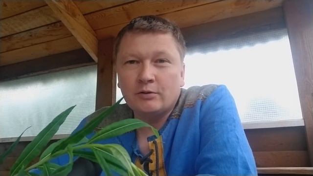 How to make tasty and healthy herbal tea from Fireweed? смотреть онлайн