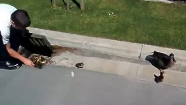 Молодцы люди спосли утят смотреть онлайн