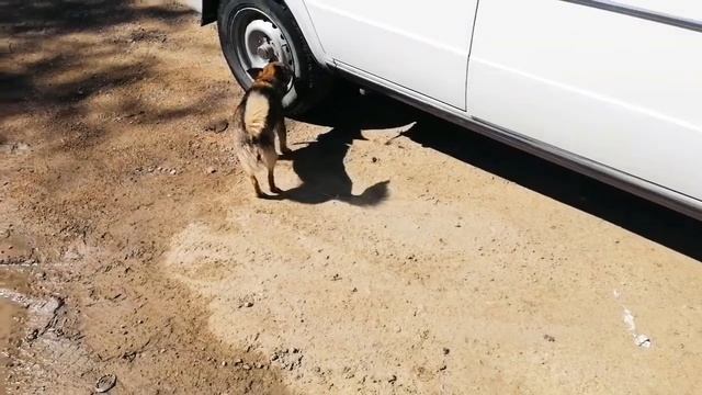 Поездка по воду и за лекарственным травами(кипрей, полынь, пижма) смотреть онлайн