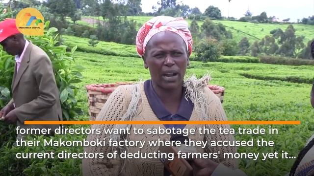 Tea farmers up in arms with former directors over sabotage in their tea businesses смотреть онлайн