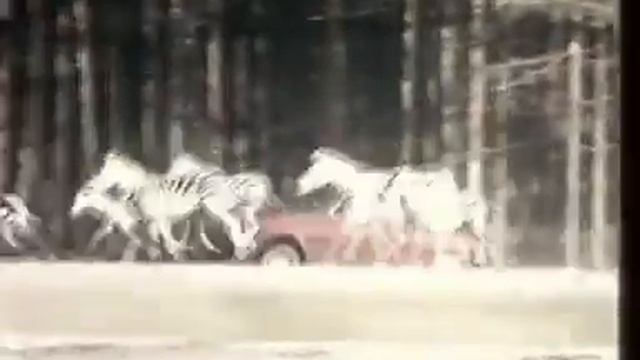 Pub télé Peugeot 104 — Word.mov смотреть онлайн