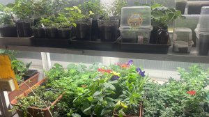 🏡 Vlog из светёлки. Всходы Газании и Петунии. 
Посев Бакопы и Биденс из самосборных семян.