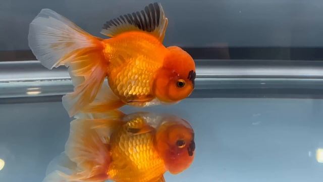 Jumbo PANDA GOLDFISH unboxing смотреть онлайн