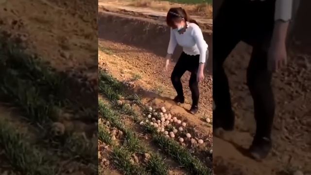 Павлин это тебе не 🐔 курица ☝️😉✌️😂😂😂 смотреть онлайн