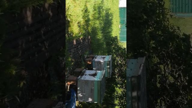 Два роя одновременно заходят в улей 01.06.2019г. смотреть онлайн