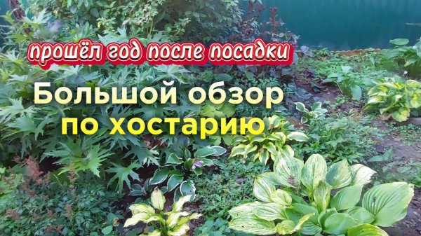 Хостарию год. Как разрастаются новые хосты.