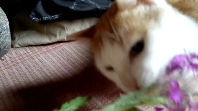 Котик выбрал свежий иван-чай! 1 ч.. смотреть онлайн