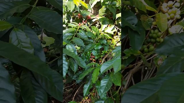 Dr.Sas.Biswas on coffee arabica) :dendrology, history of introduction etcShambala, Yarcaud, TN смотреть онлайн