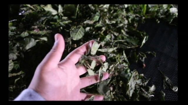 Darjeeling Tea Processing..... #queen of hills Darjeeling. смотреть онлайн