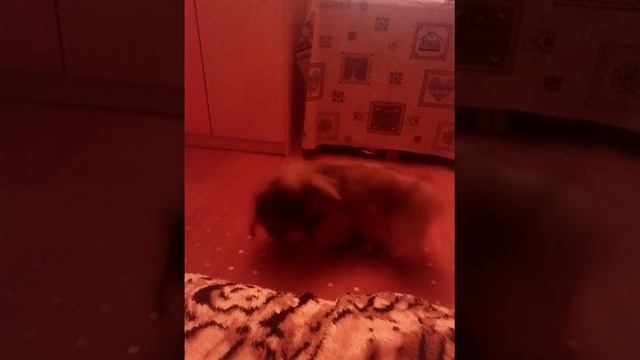 Мой пикинес смотреть онлайн