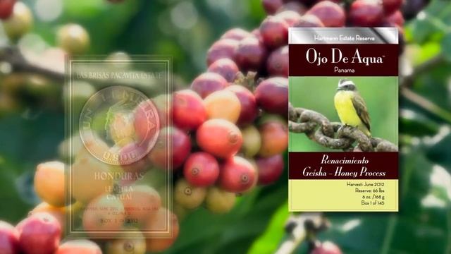 Welcome To Exotic Origins Coffee смотреть онлайн