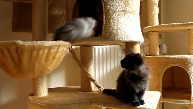 Buddy Holly von Vanessa (B-Wurf) смотреть онлайн