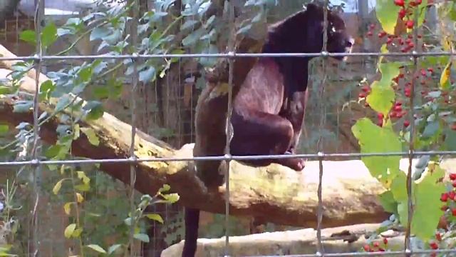 Black Jaguar Linus And Sally - Tierpark Hellabrunn - Munich Zoo