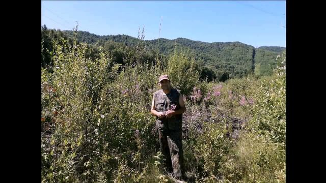 28 Июля 2020 года. Собираем Иван -Чай. Эхо Любви. смотреть онлайн