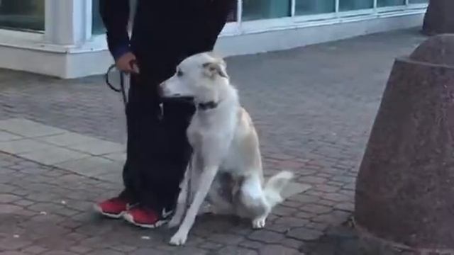 Week 3 Day 3: Heeling Posts Practice w/Team Latte смотреть онлайн