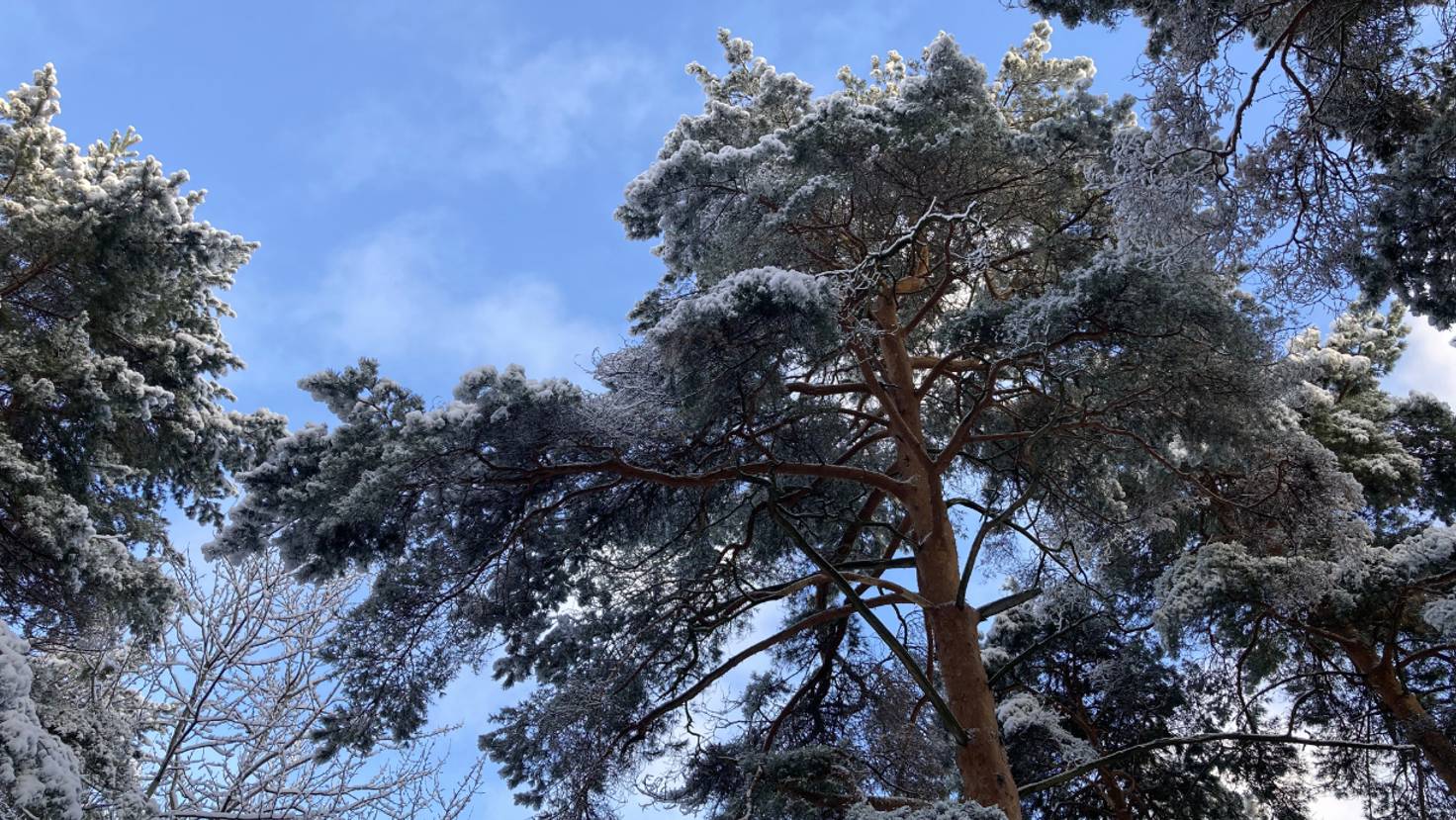 Зимний лес Москвы. 31.12.2024 смотреть онлайн