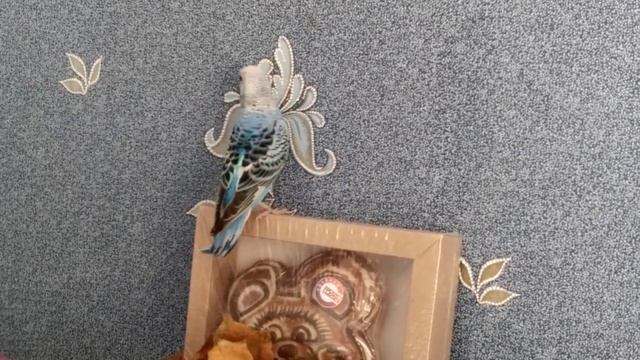 А вот и я! смотреть онлайн