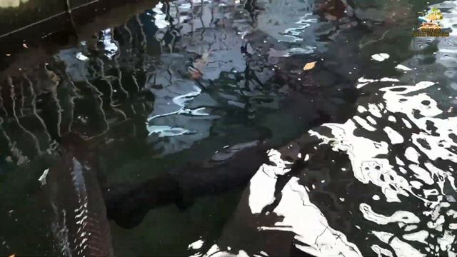 Thailand Tourist place ll Best place in Thailand ll thailand Attraction ll must visited ll TravelDC смотреть онлайн