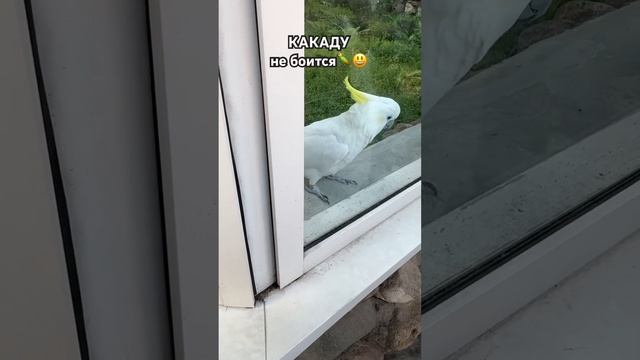 КАКАДУ не боится 😅 #смешныевидео #funnyvideo #приколы #юмор #какаду #москва #попугай #зоопарк #zoo смотреть онлайн
