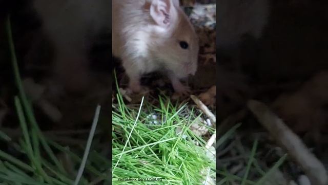 как дегусята смотря на взрослых учатся есть свежую траву смотреть онлайн
