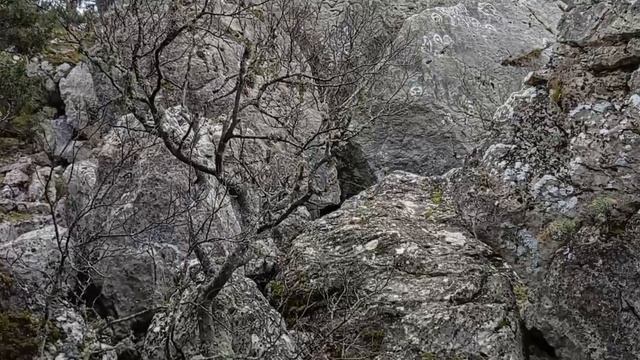 По Массандровской тропе. 11.01.25. смотреть онлайн