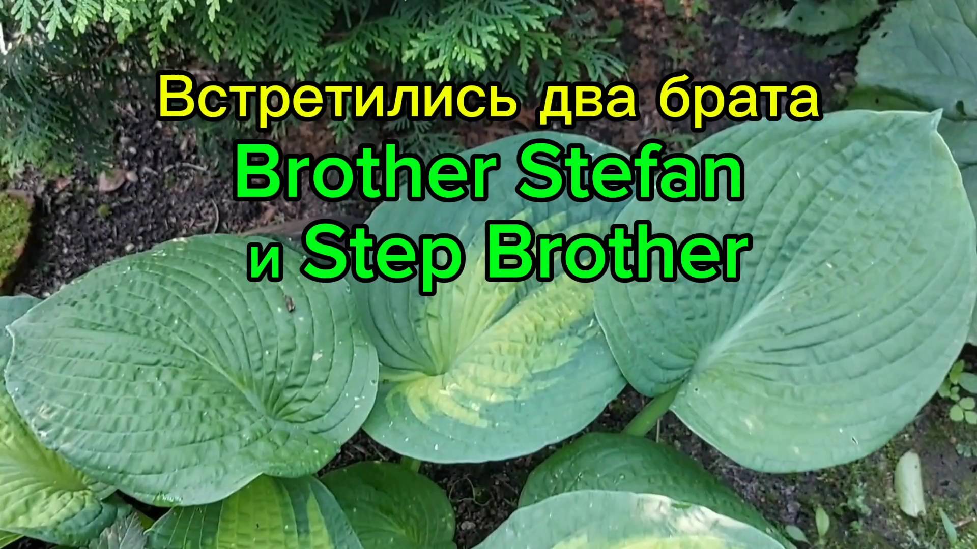 Хоста Brother Stefan и её спорт Step Brother смотреть онлайн