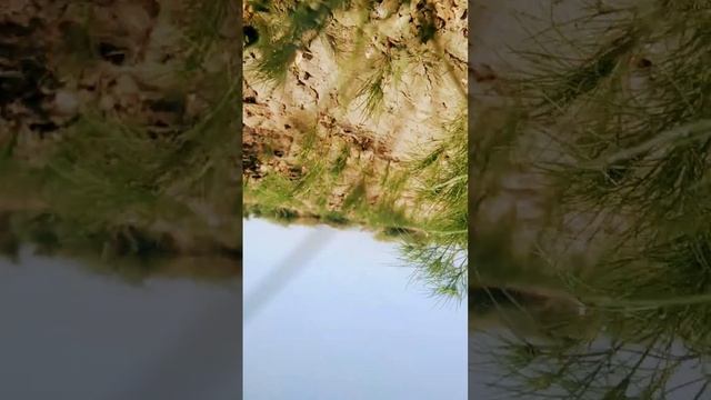 जीरा fur jwox zzmjd huge🐍 смотреть онлайн