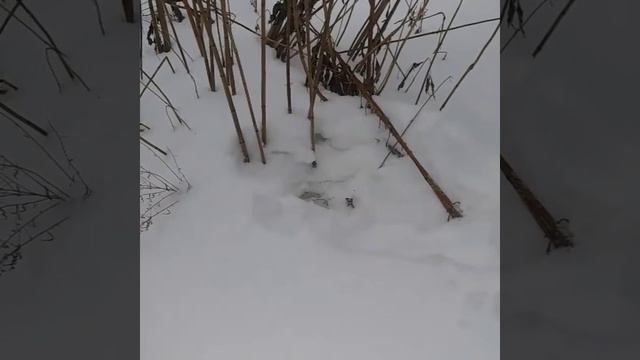 S.H.T.F/PREPPER And The Reality Of Foraging for food In The Winter! смотреть онлайн