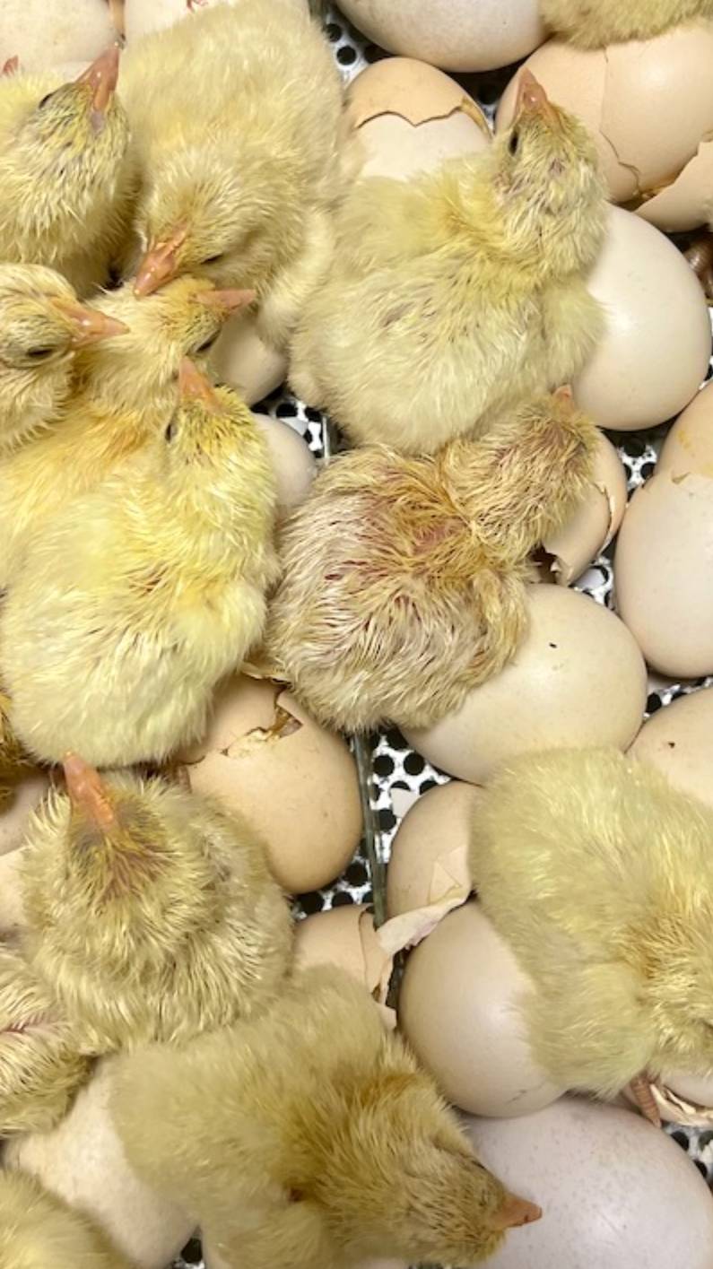 Цыплята кур французской бресской породы еще в инкубаторе.