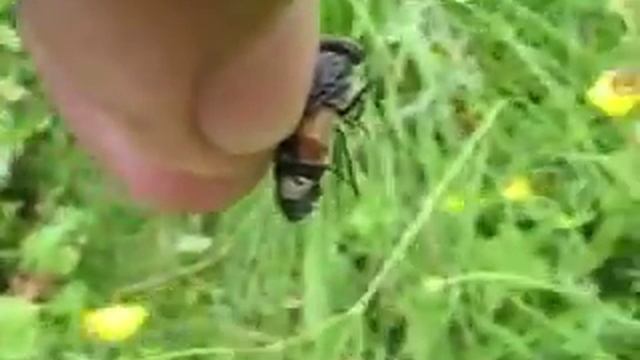 The Ride of the Horsefly смотреть онлайн