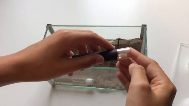 Pheidole pallidula смотреть онлайн